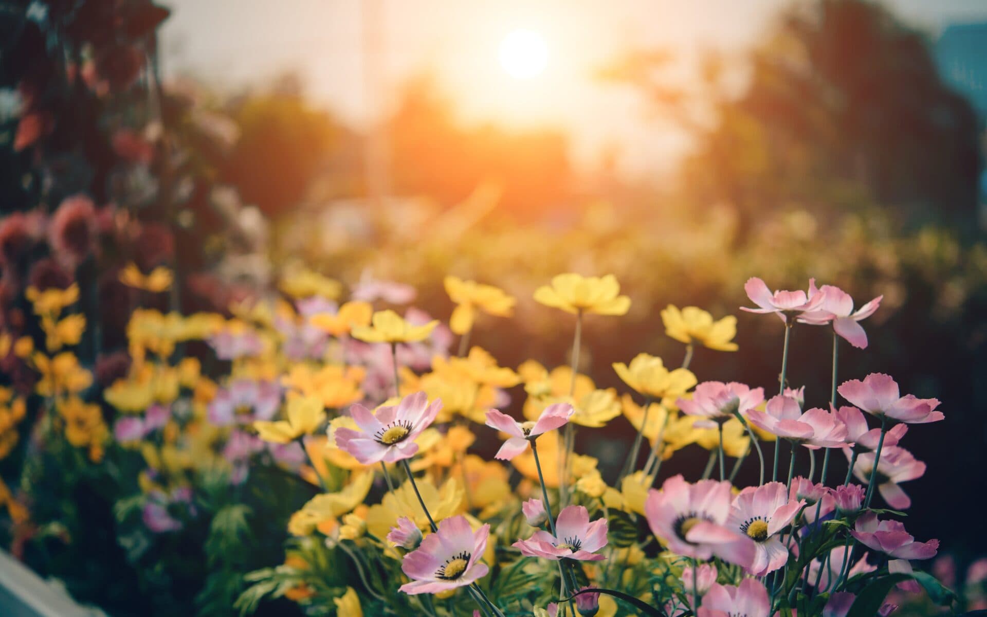 Dementia Garden
